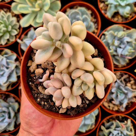 Graptosedum ’Ellen’ variegado