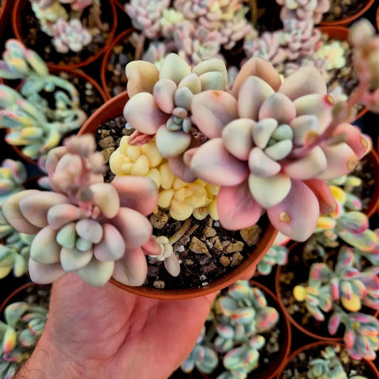 Graptosedum ’Ellen’ variegado