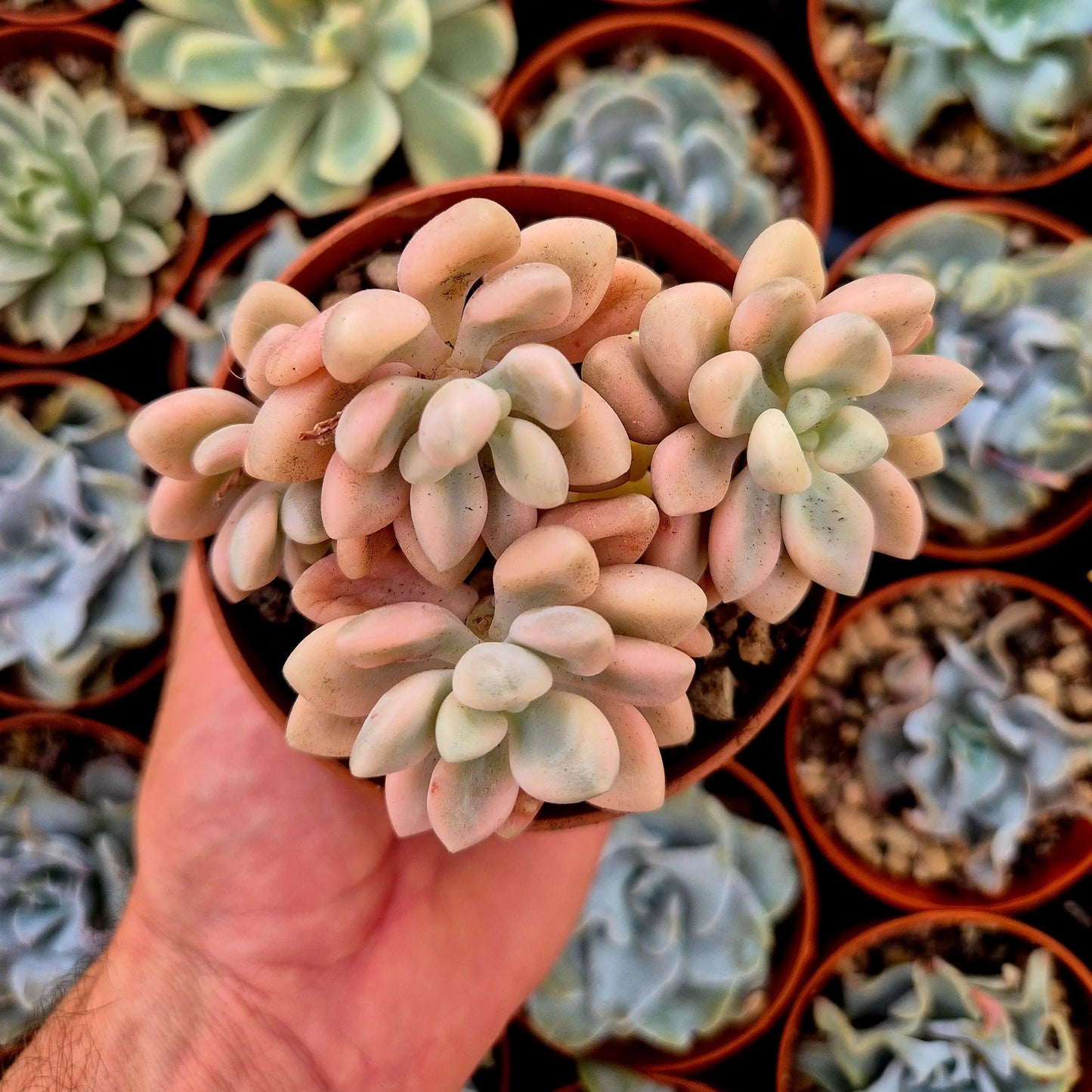 Graptosedum ’Ellen’ variegado