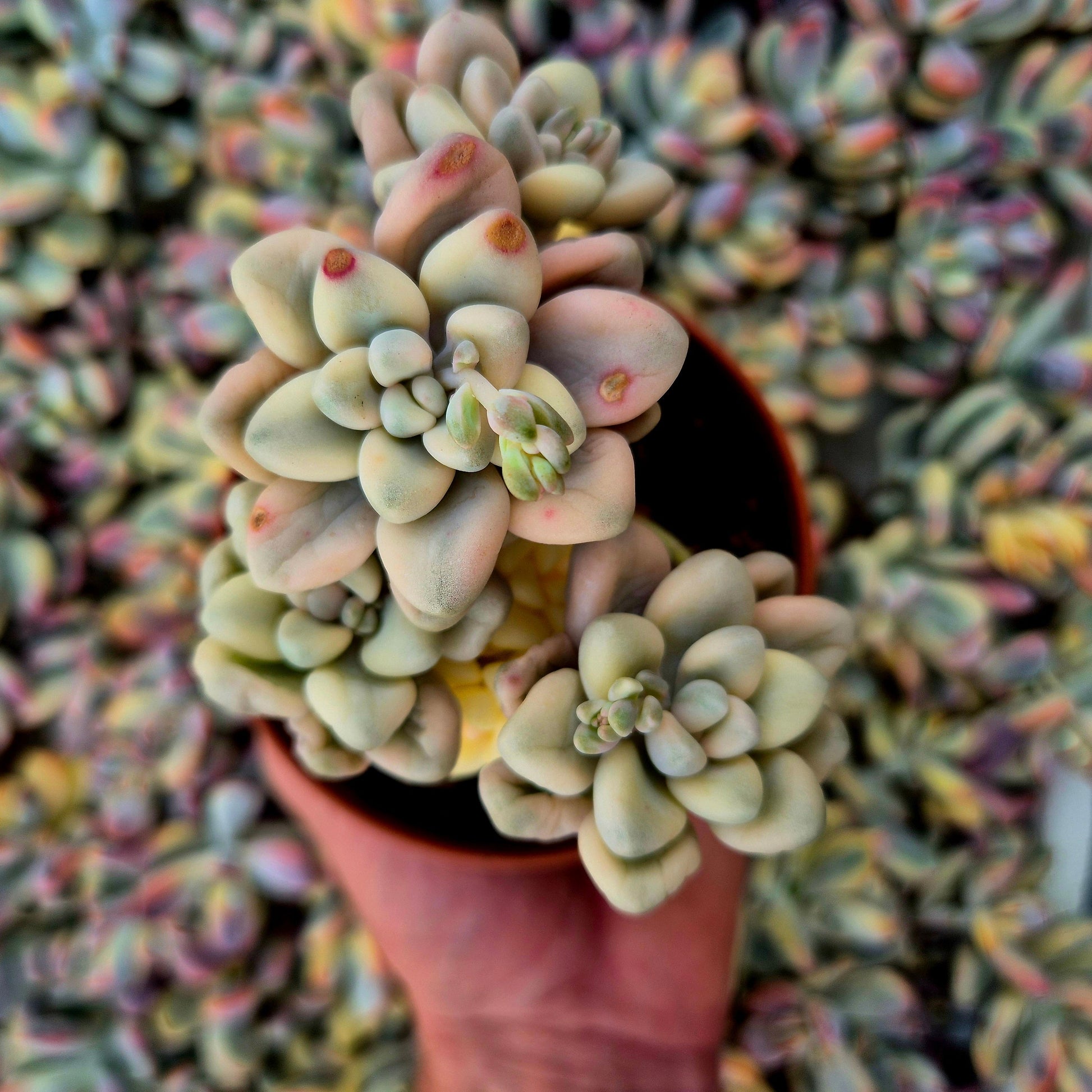 Graptosedum ’Ellen’ variegado