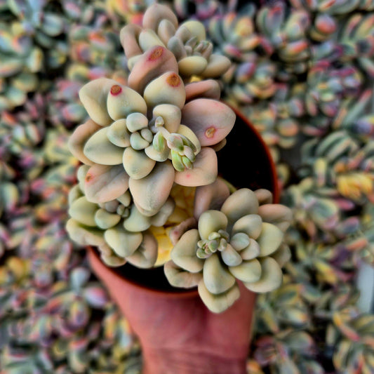 Graptosedum ’Ellen’ variegado