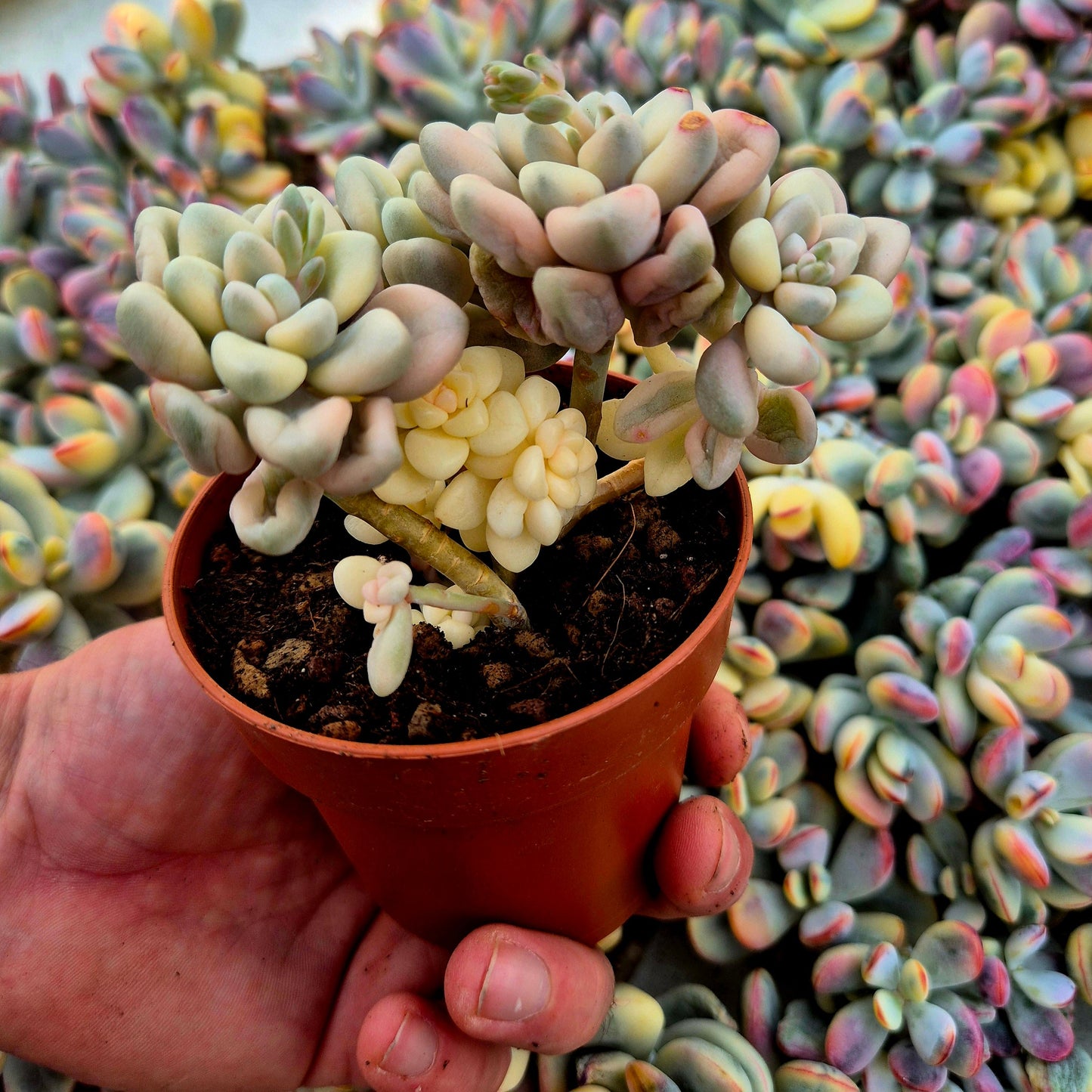Graptosedum ’Ellen’ variegado