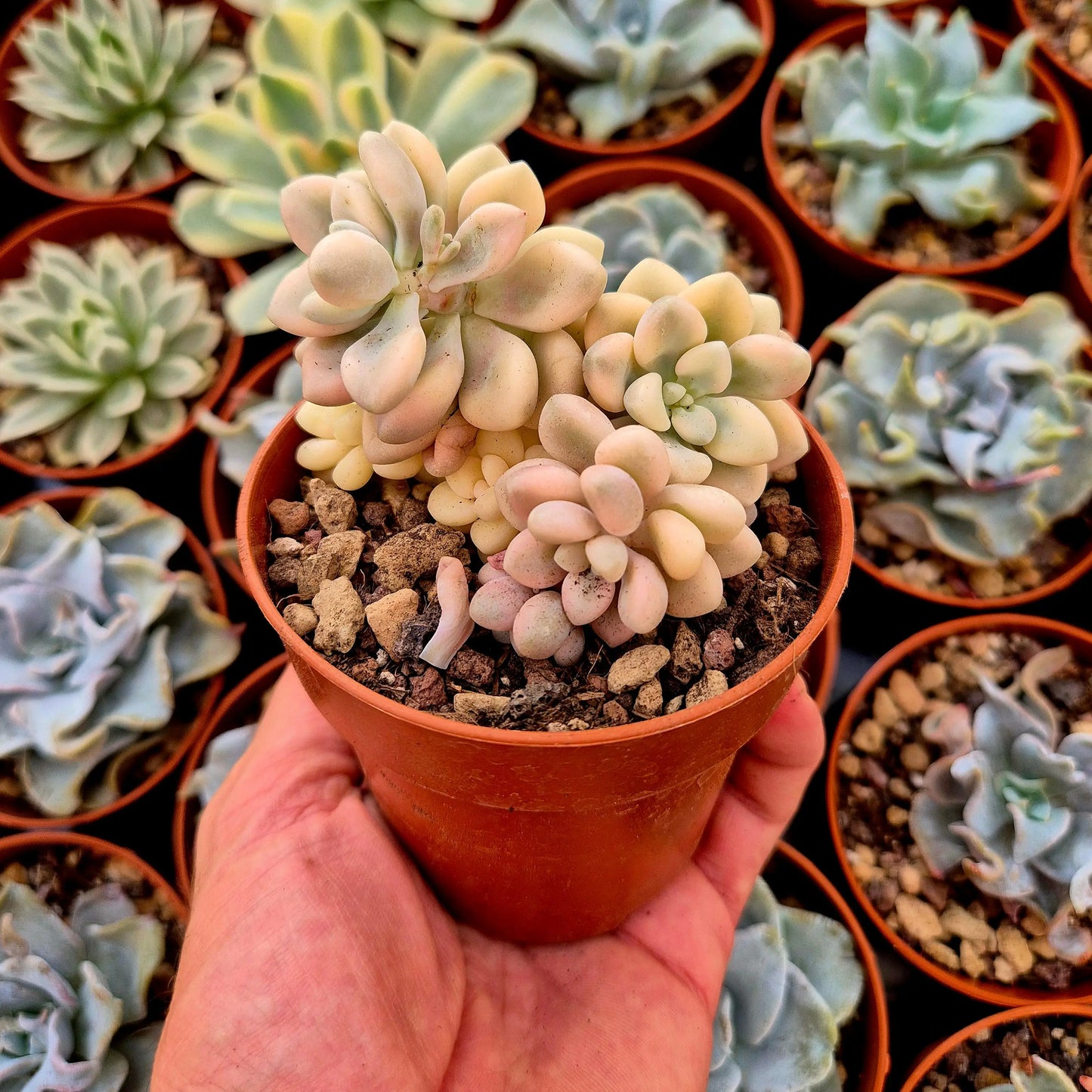 Graptosedum ’Ellen’ variegado