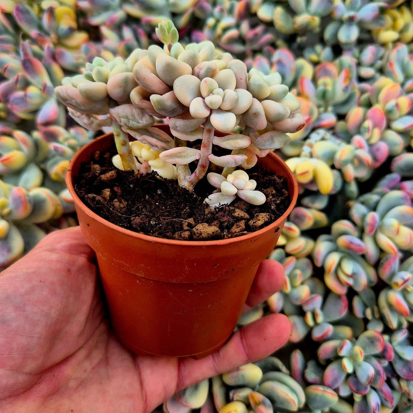 Graptosedum ’Ellen’ variegado