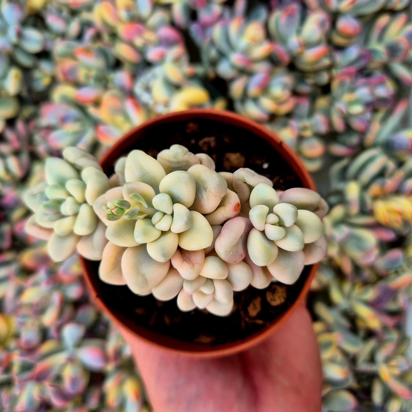 Graptosedum ’Ellen’ variegado