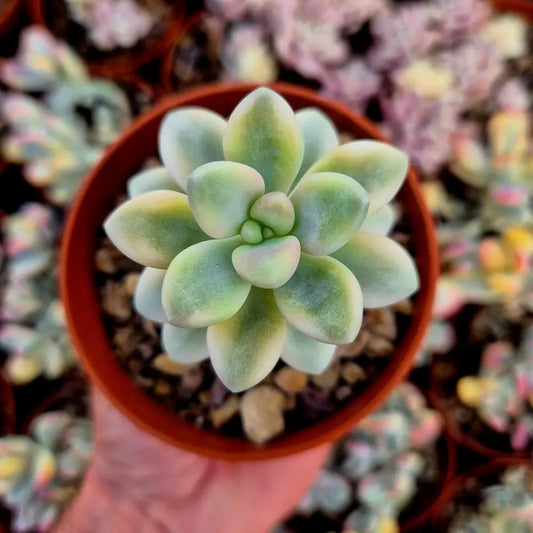 Graptosedum ’Ellen’ variegado