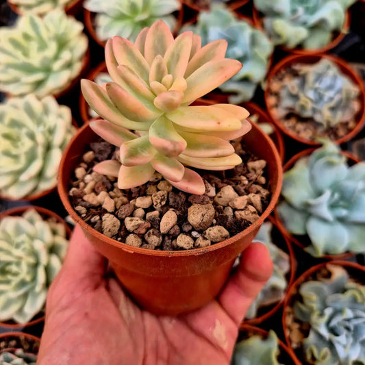 Graptosedum ’Francesco Baldi’ variegado