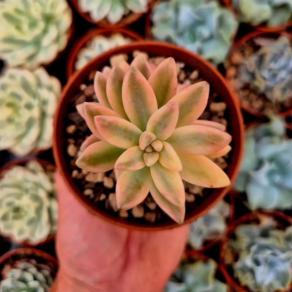 Graptosedum ’Francesco Baldi’ variegado