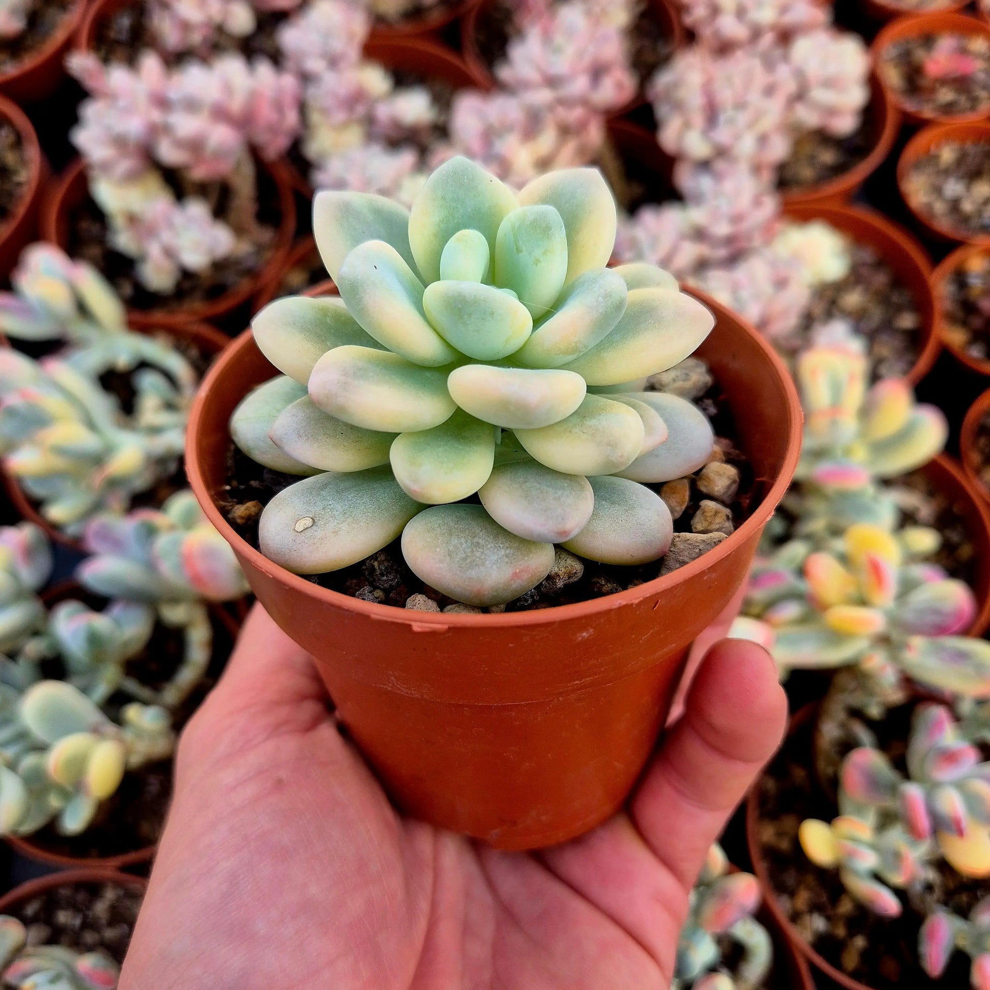 Graptosedum ’Luoshen’ variegado