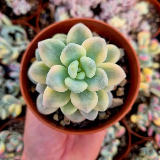 Graptosedum ’Luoshen’ variegado