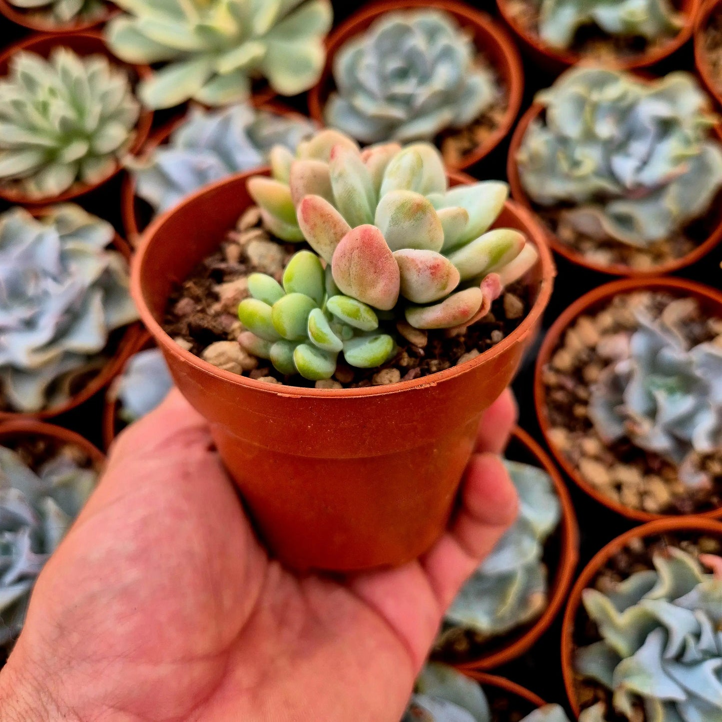 Graptosedum ’Luoshen’ variegado