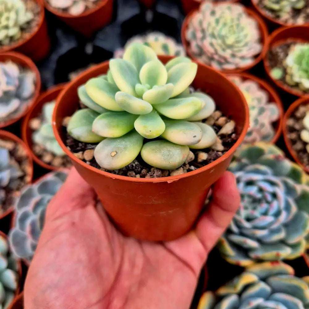 Graptosedum ’Luoshen’ variegado