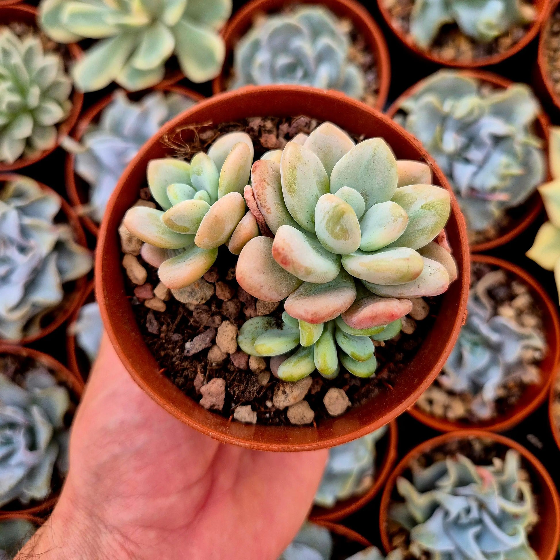 Graptosedum ’Luoshen’ variegado