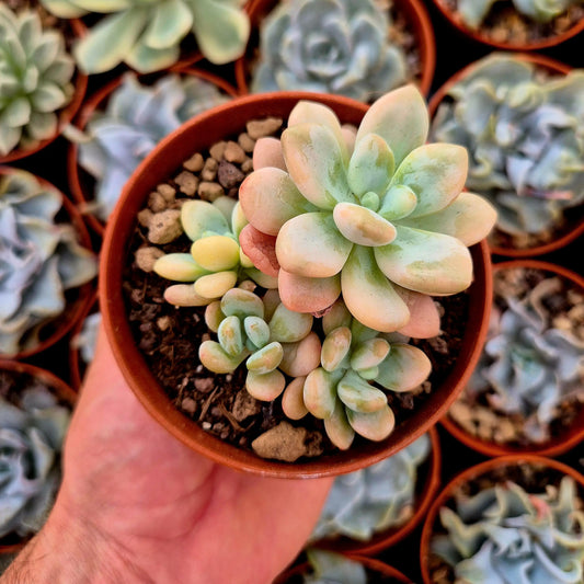 Graptosedum ’Luoshen’ variegado