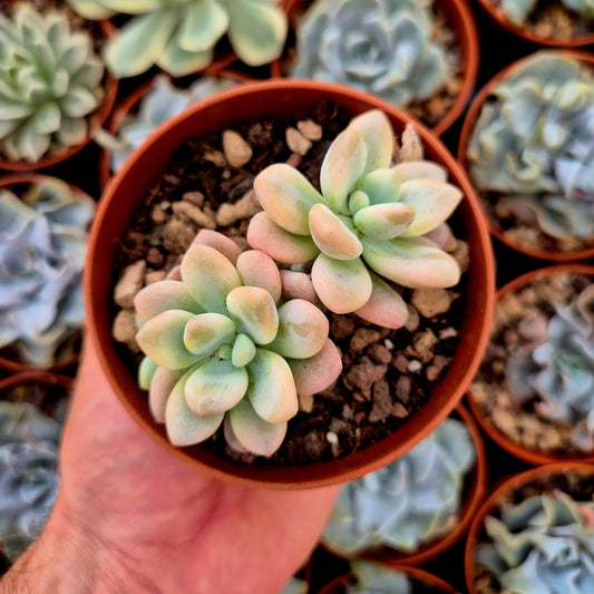 Graptosedum ’Luoshen’ variegado
