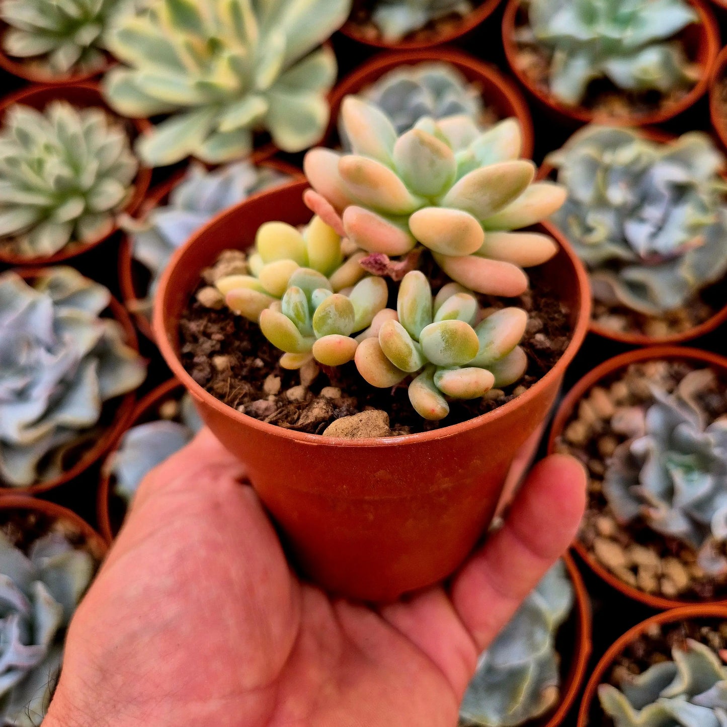 Graptosedum ’Luoshen’ variegado