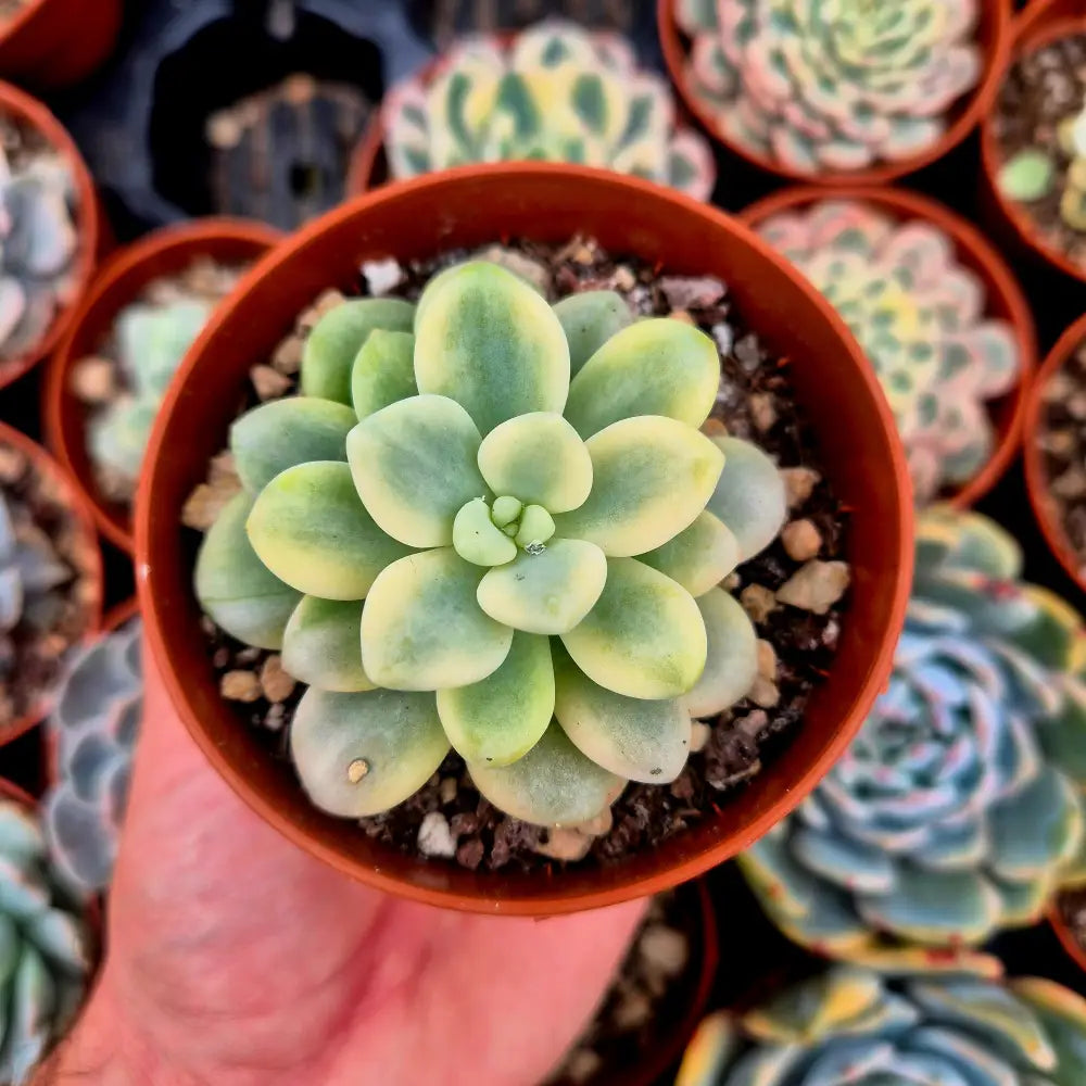 Graptosedum ’Luoshen’ variegado