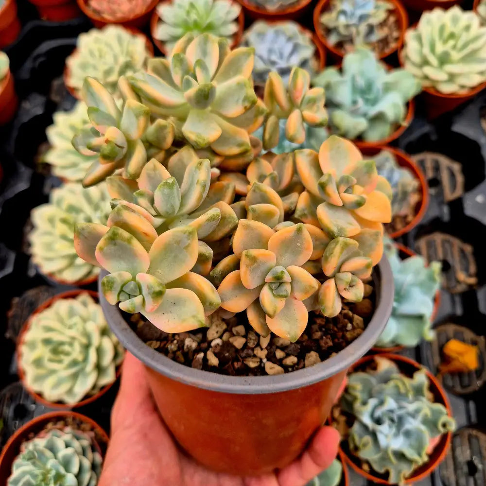 Graptosedum ’Nuit Blanche’ variegado