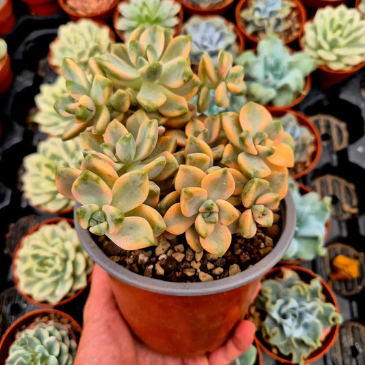 Graptosedum ’Nuit Blanche’ variegado