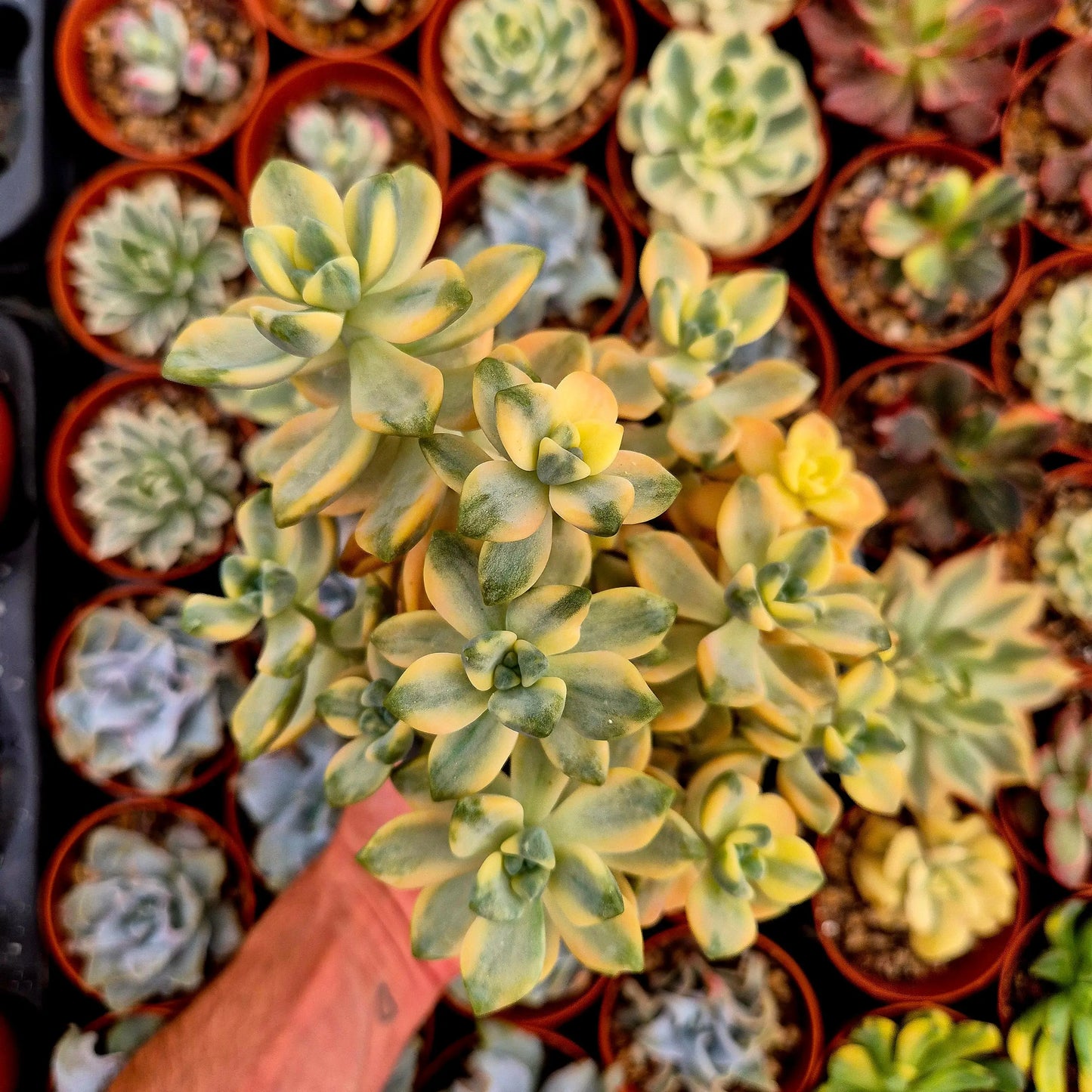 Graptosedum ’Nuit Blanche’ variegado