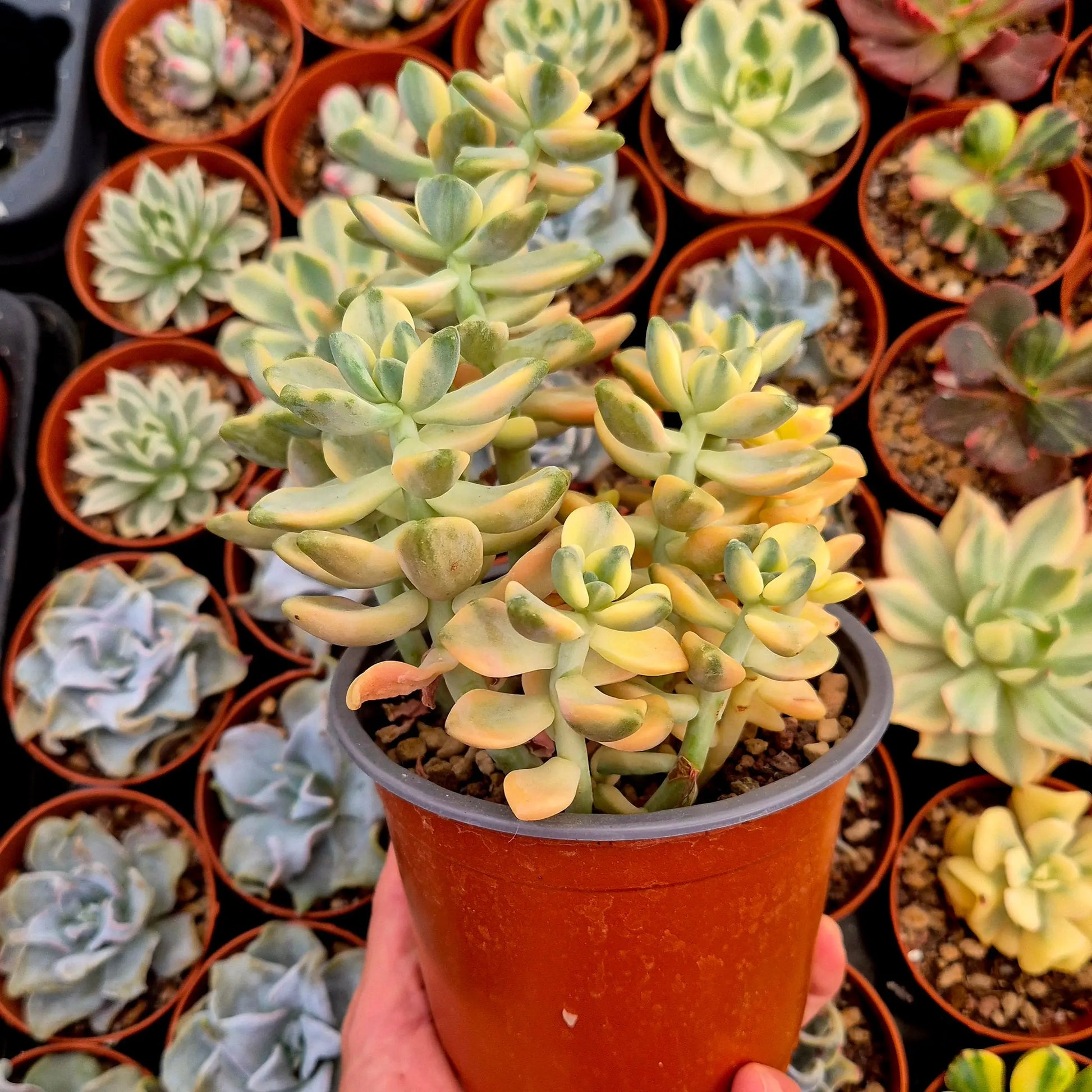 Graptosedum ’Nuit Blanche’ variegado