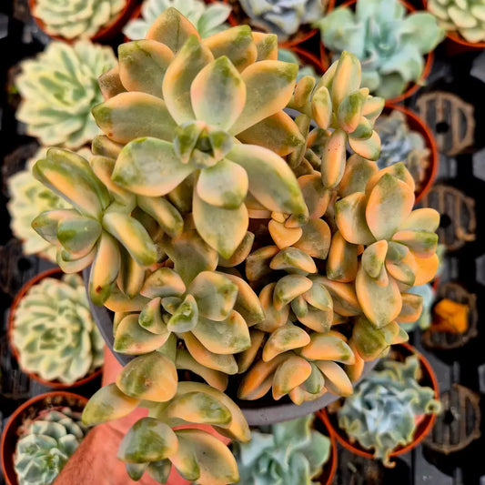 Graptosedum ’Nuit Blanche’ variegado