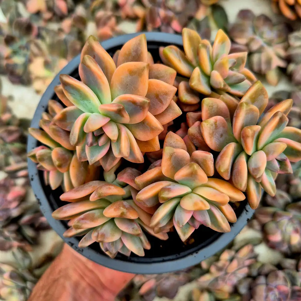 Graptosedum ’White Ghosty’ variegado
