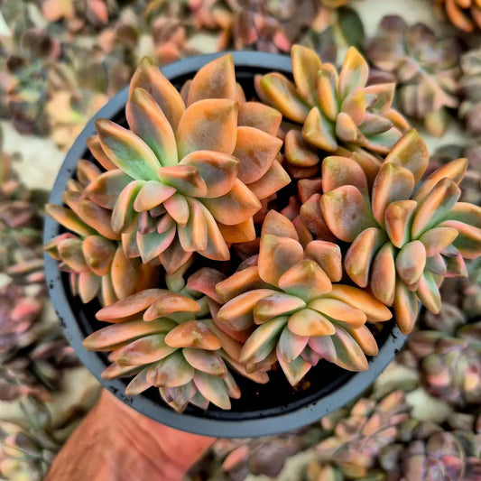 Graptosedum ’White Ghosty’ variegado