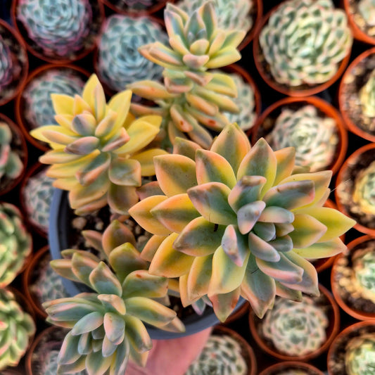Graptosedum ’White Ghosty’ variegado