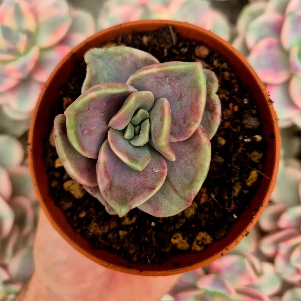 Graptoveria ’Albert Baynes’ variegada