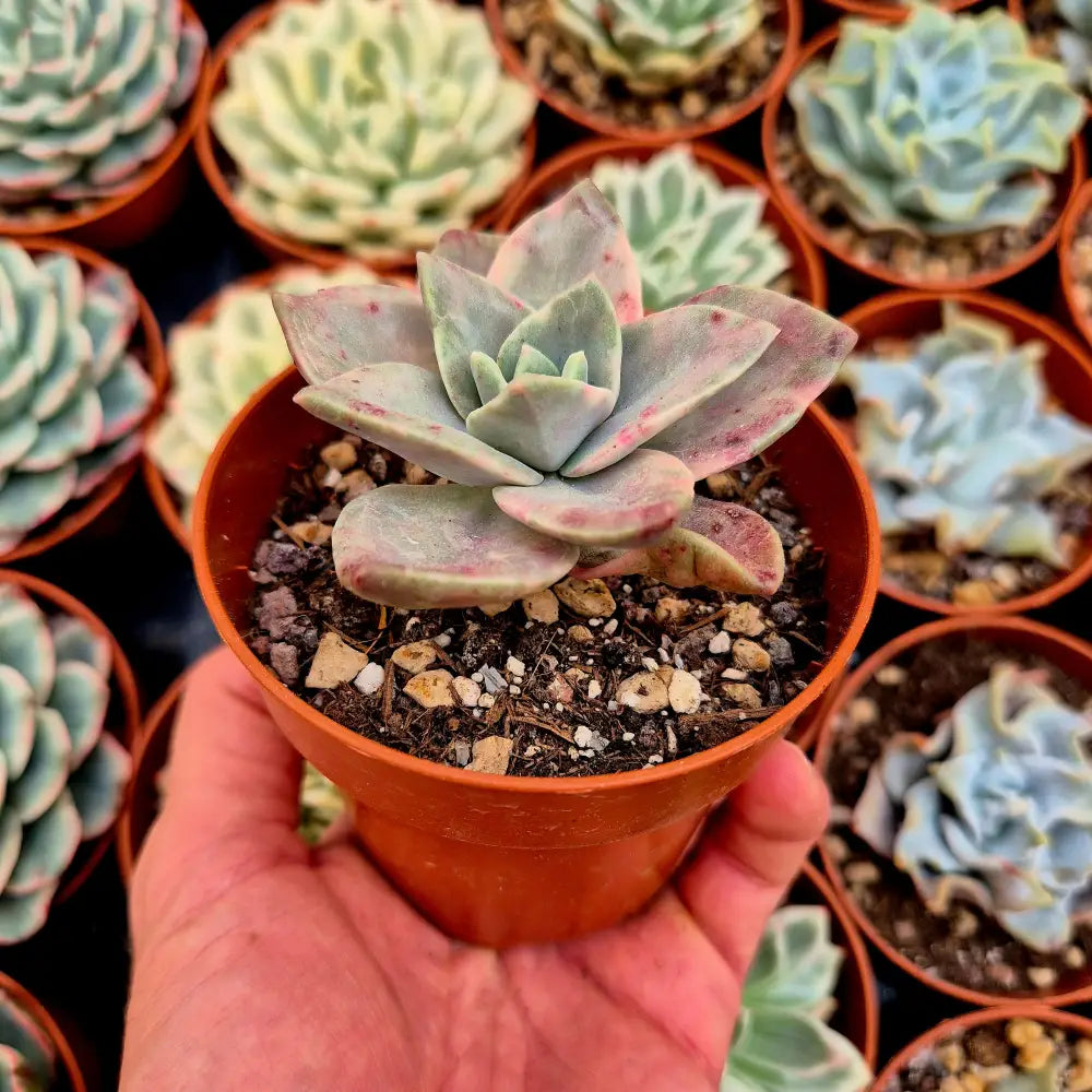 Graptoveria ’Albert Baynes’ variegada