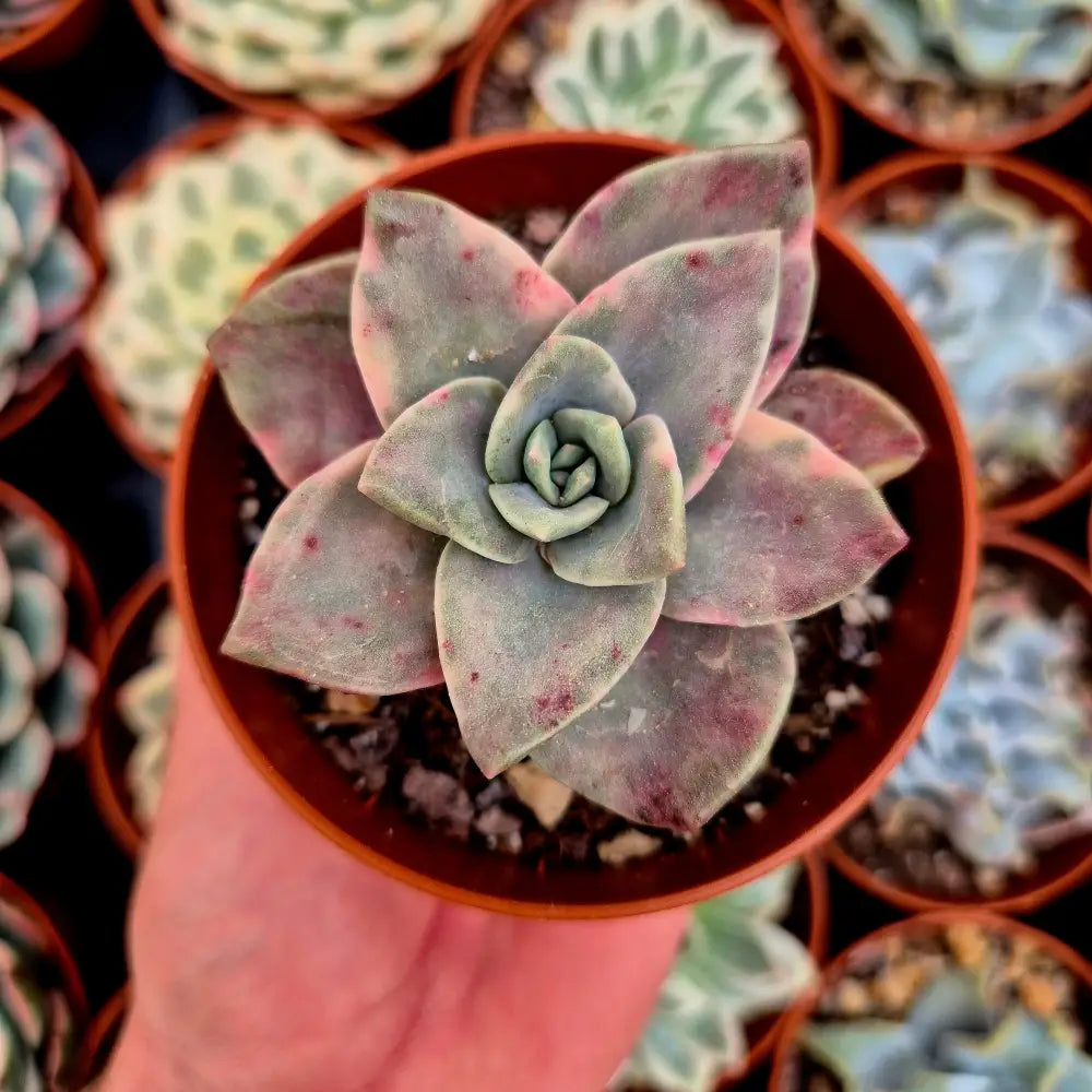 Graptoveria ’Albert Baynes’ variegada
