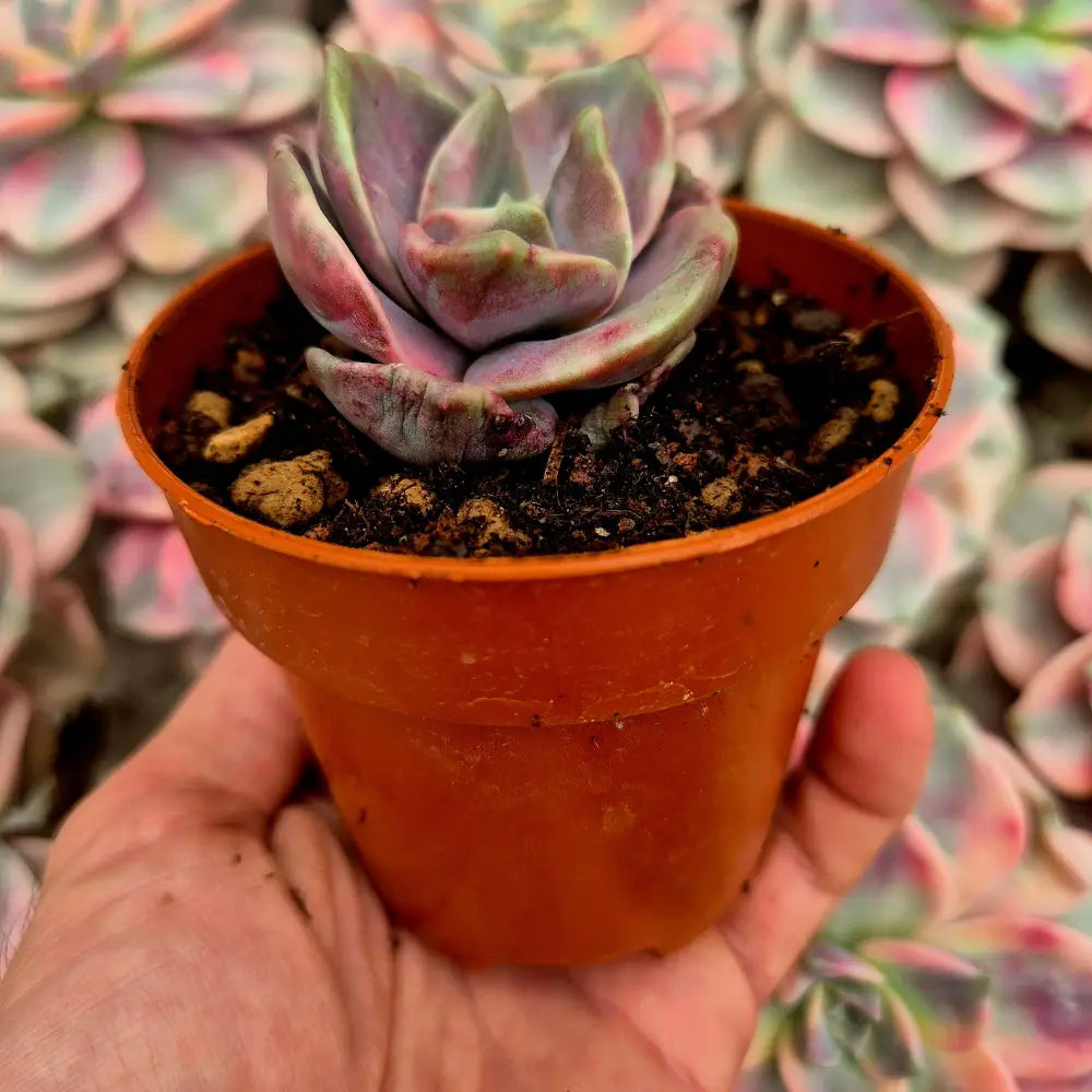 Graptoveria ’Albert Baynes’ variegada