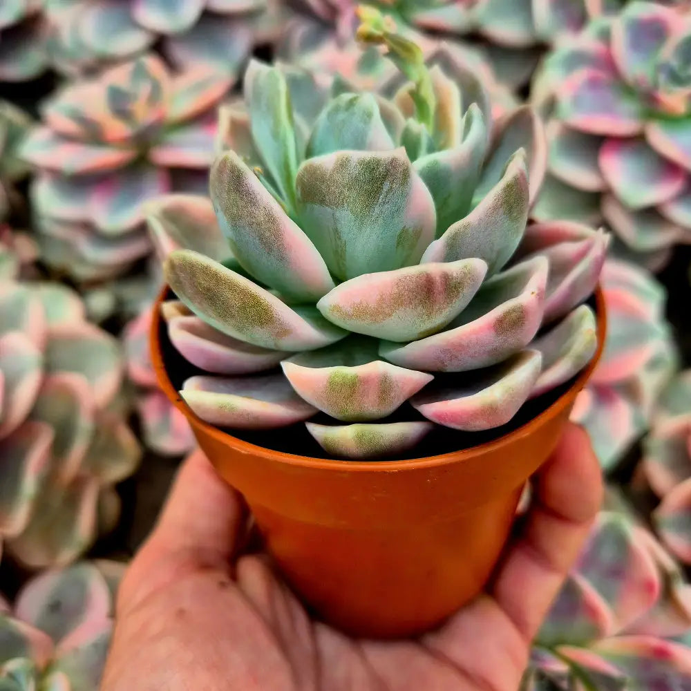 Graptoveria ’Harry Watson’ variegada