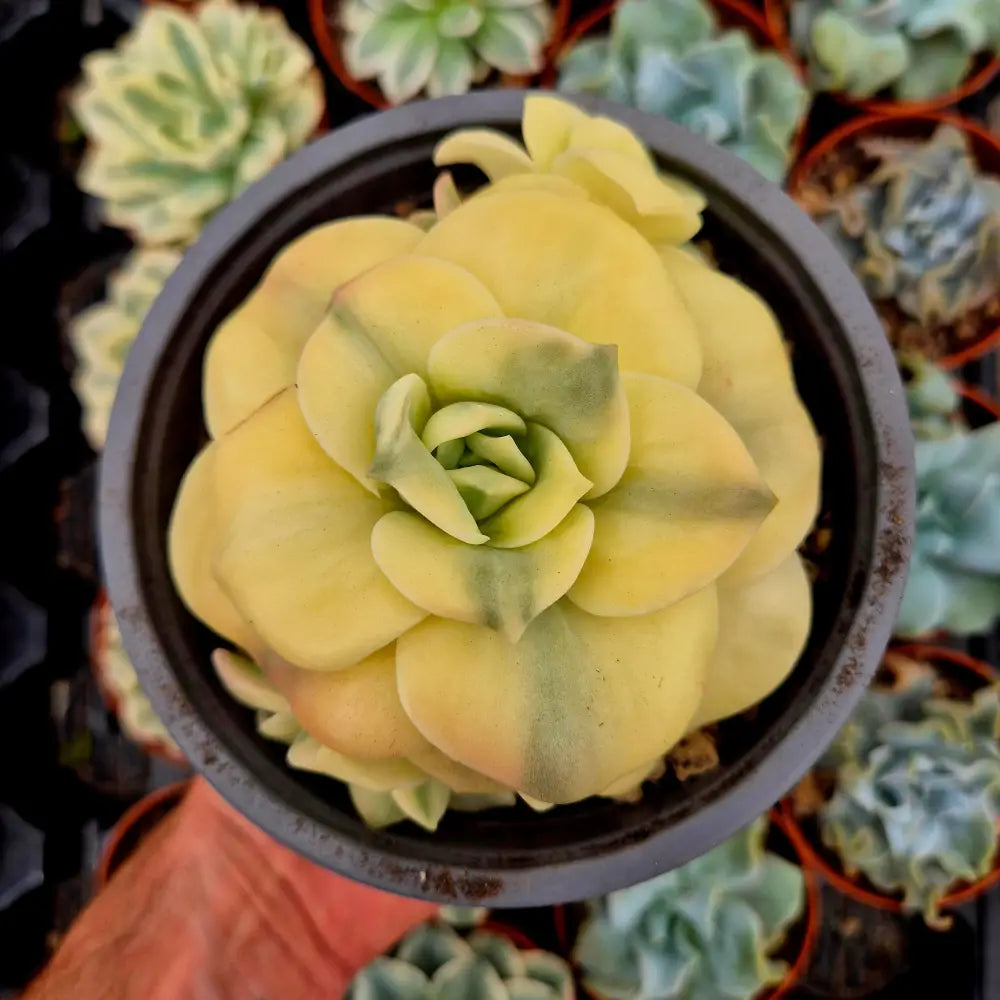 Graptoveria ’Harry Watson’ variegada