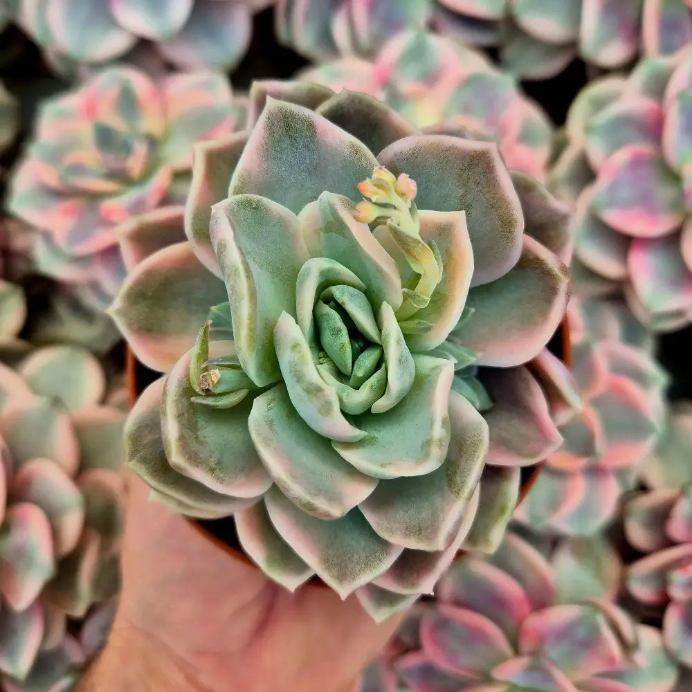 Graptoveria ’Harry Watson’ variegada
