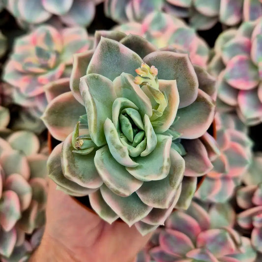 Graptoveria ’Harry Watson’ variegada