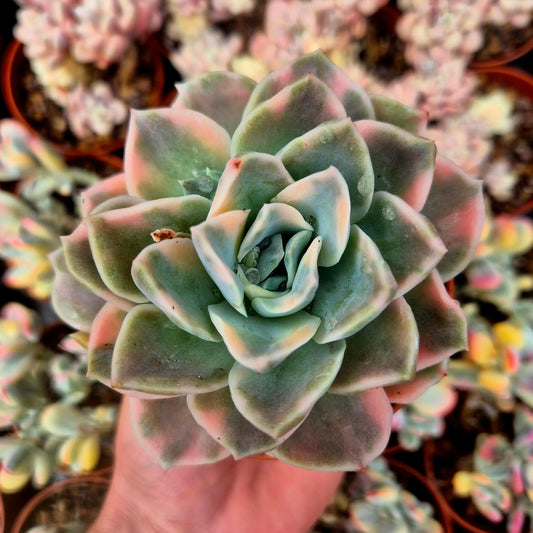 Graptoveria ’Harry Watson’ variegada rainbow
