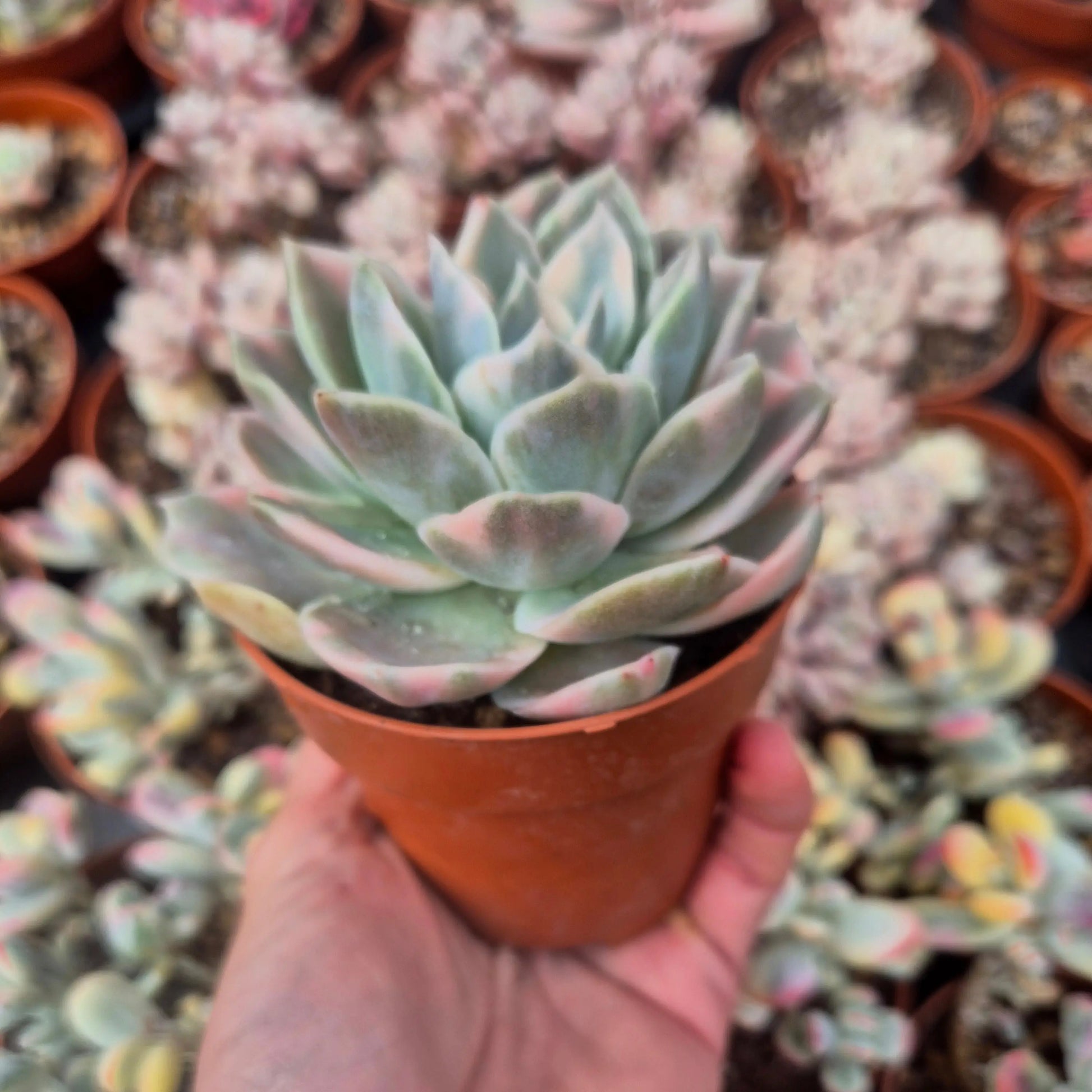 Graptoveria ’Harry Watson’ variegada rainbow