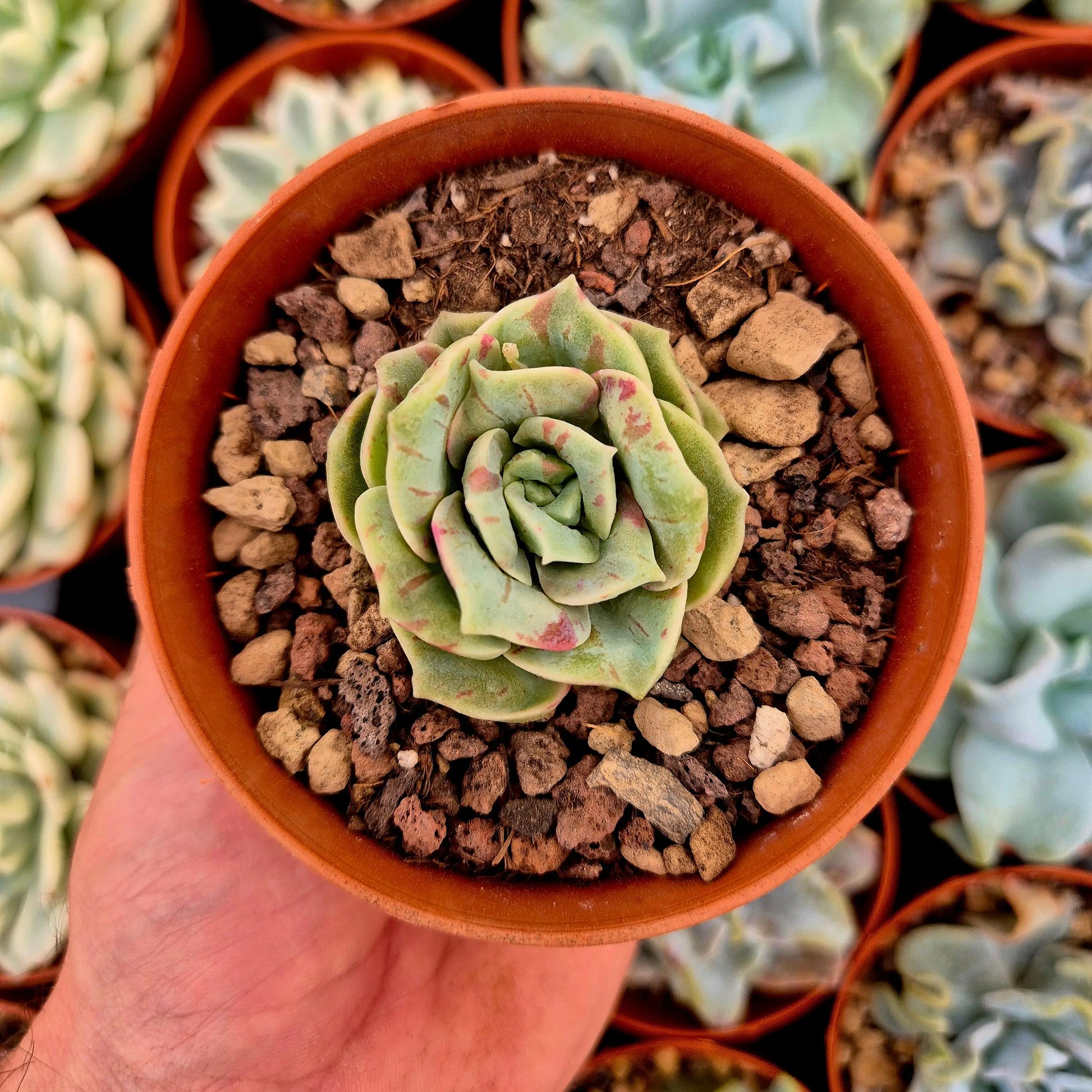 Graptoveria ’Lovely Rose’ blood
