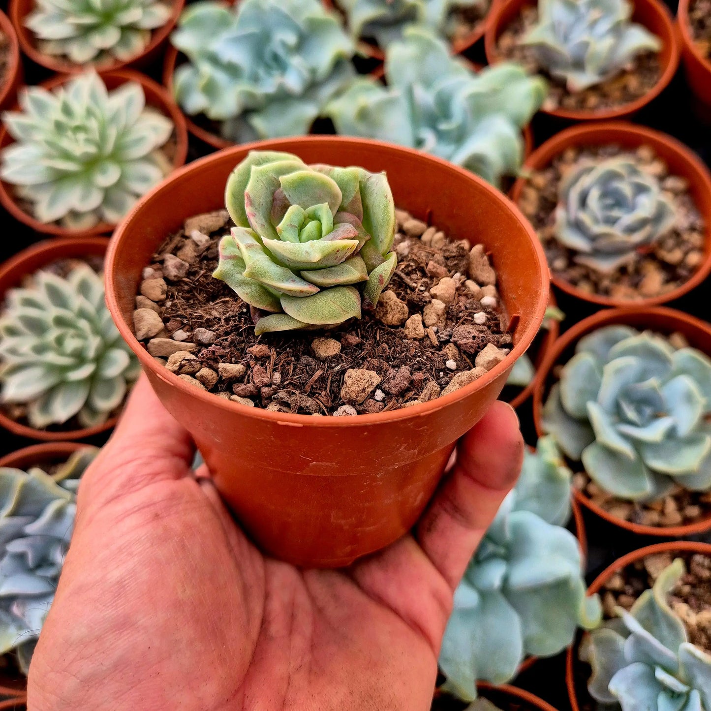 Graptoveria ’Lovely Rose’ blood