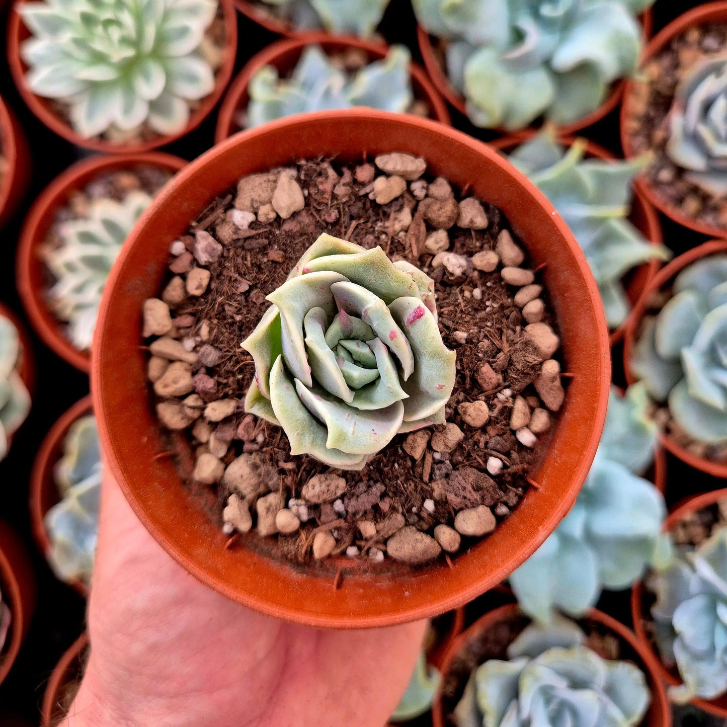 Graptoveria ’Lovely Rose’ blood
