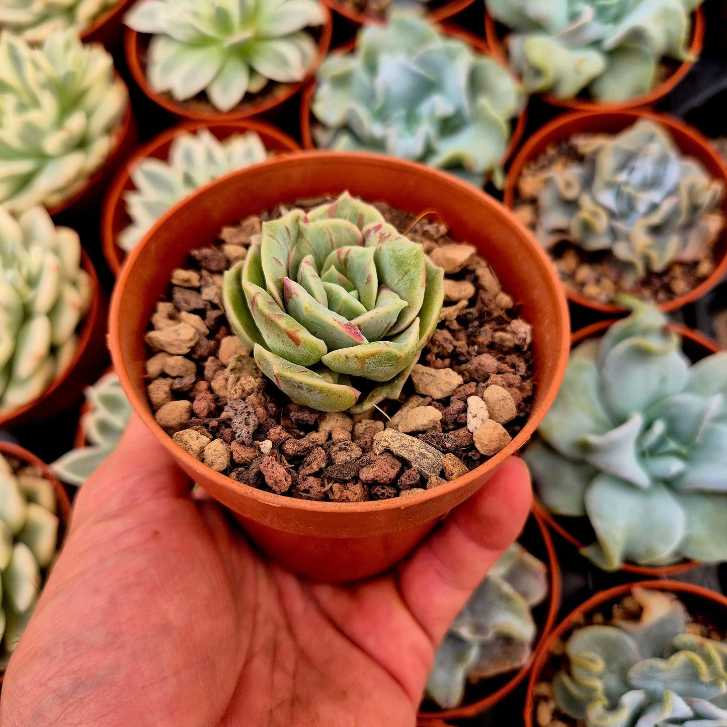 Graptoveria ’Lovely Rose’ blood
