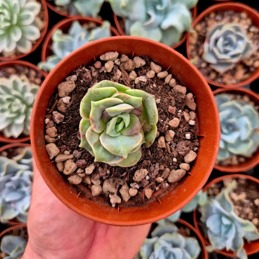 Graptoveria ’Lovely Rose’ blood