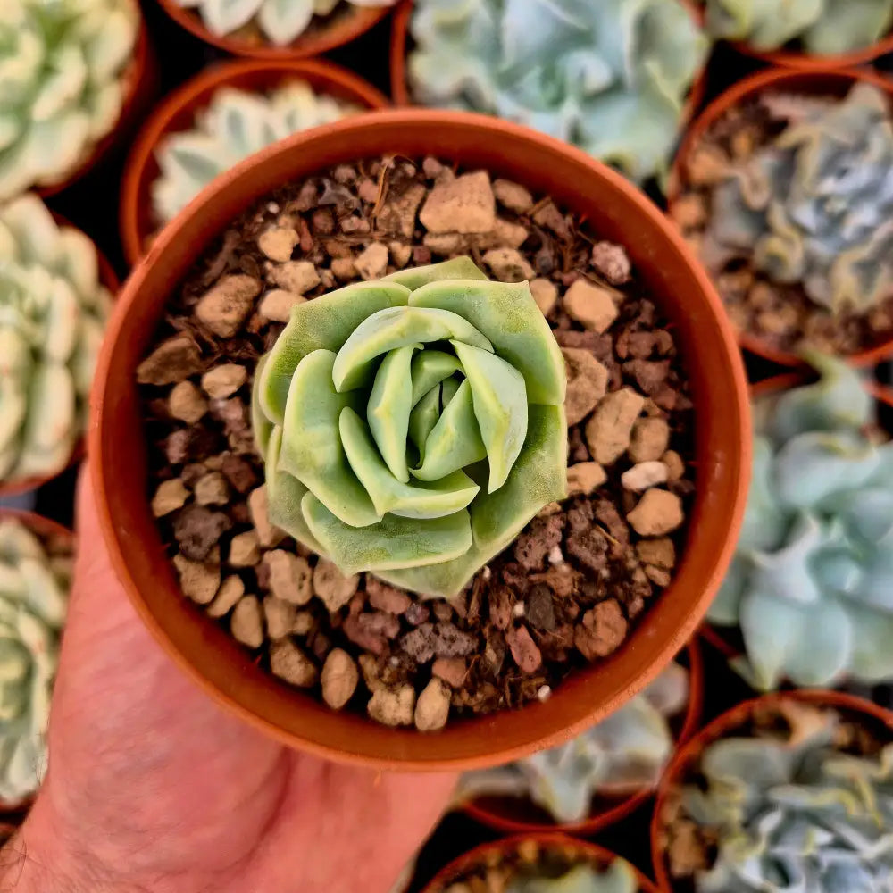 Graptoveria ’Lovely Rose’ bumps