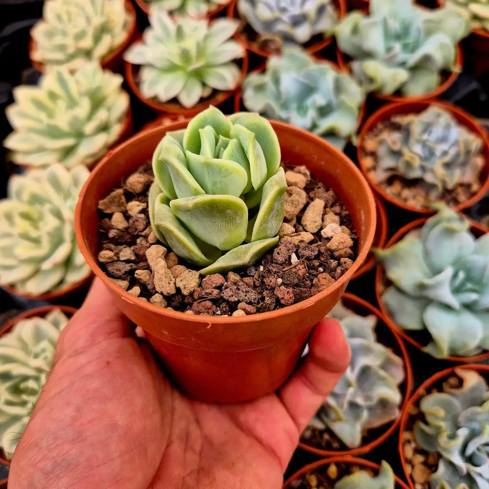 Graptoveria ’Lovely Rose’ bumps