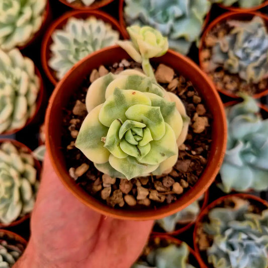 Graptoveria ’Lovely Rose’ variegada