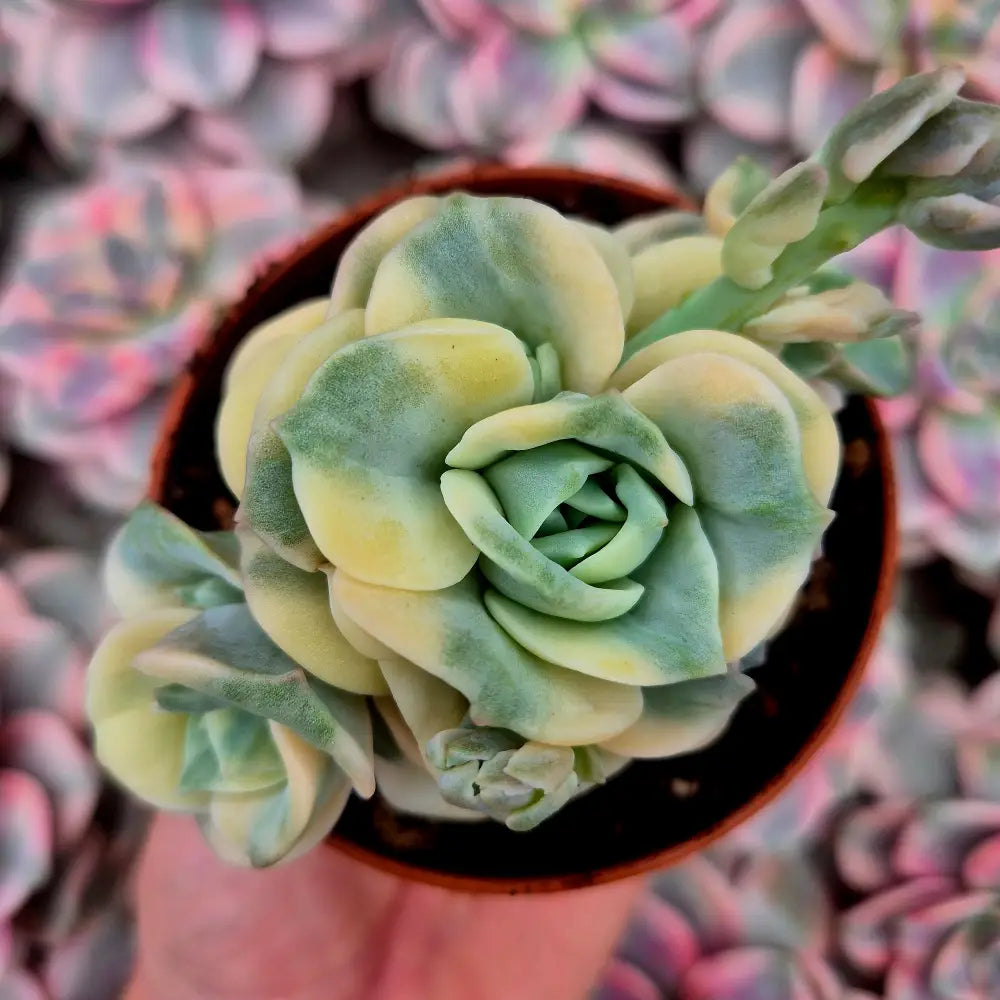 Graptoveria ’Lovely Rose’ variegada