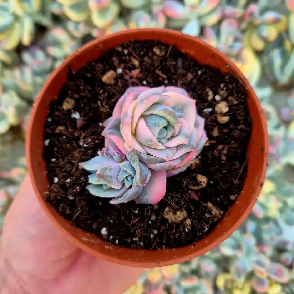 Graptoveria ’Lovely Rose’ variegada