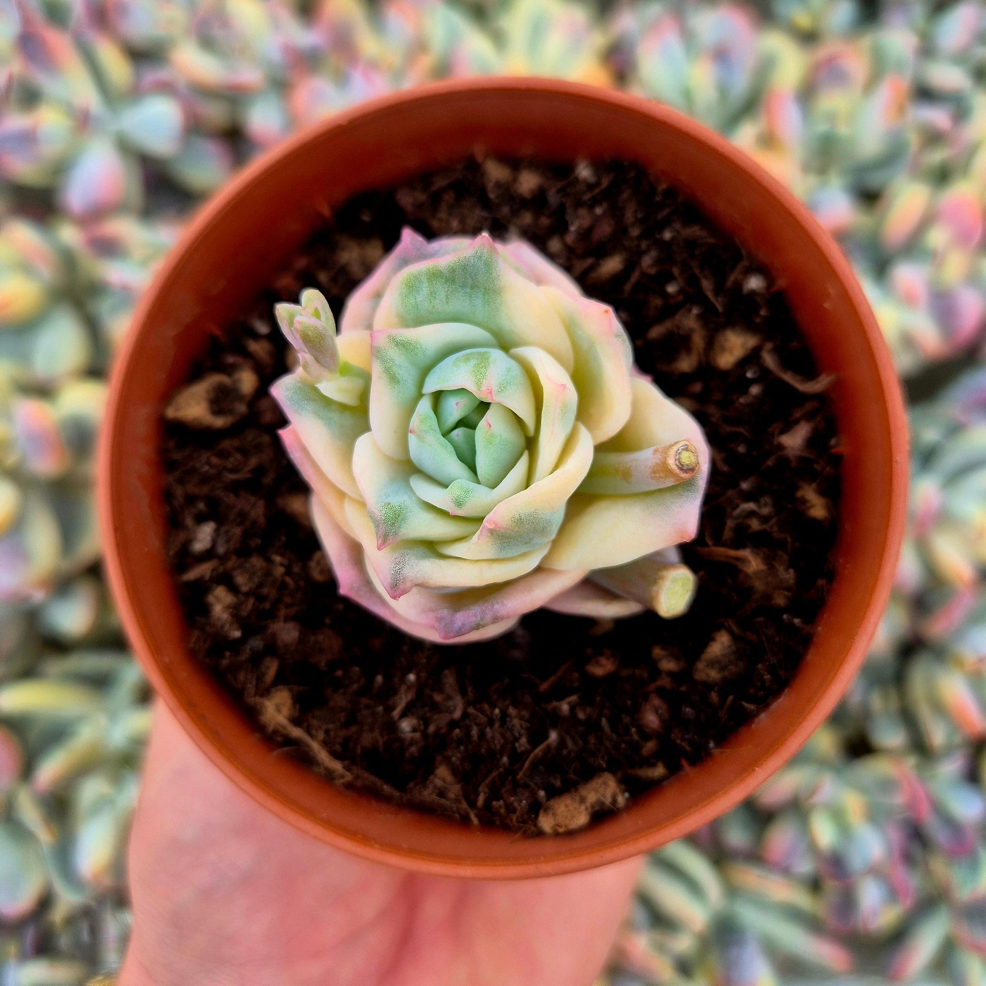 Graptoveria ’Lovely Rose’ variegada